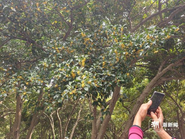 好不容易盼来桂香和天晴，杭州人根本坐不住，“秋日顶流”满觉陇人气火爆