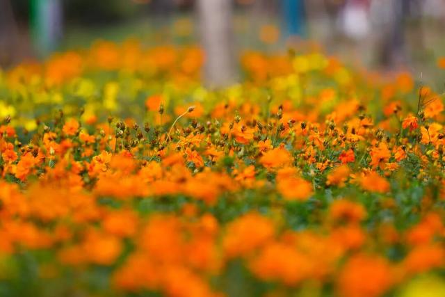 松江这里的健身步道变身金色走廊，快来打卡→