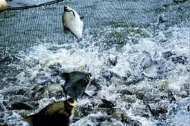 打造新时代鱼米之乡·荆楚优品｜武昌鱼全产业链冲击500亿元产值图片