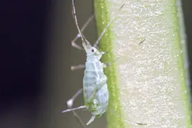 揭开昆虫嗅觉奥秘 我国科学家找到害虫防控新机制图片