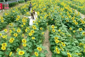 山东好景丨黄河岸边遇见向日葵美妙花海图片