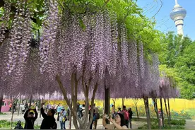 紫藤花瀑带来紫色浪漫，玉渊潭公园春花接力绽放图片