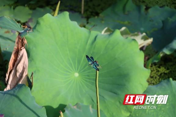 组图 | 衡阳：夏日赏荷正当时