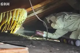 70厘米蜂巢“藏身”阁楼 奉贤消防排除“蜂”险图片