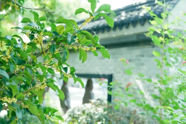 开了开了！奉化的秋天，真࿐香࿐啊࿐