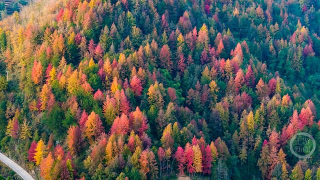 忠县彩林，解锁色彩斑斓的冬日美景！