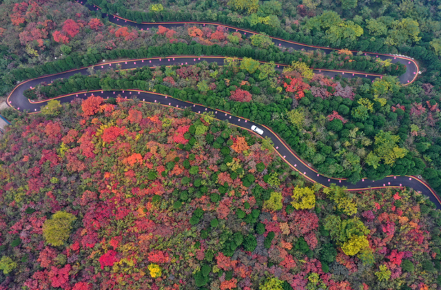 看万山红遍！河南赏红叶指南来啦→