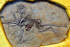 100年前横空出世的热河生物群，究竟隐藏着哪些物种起源的秘密图片