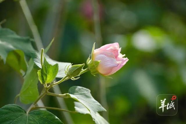 盛花期！流花湖畔迎来“冬日浪漫”！