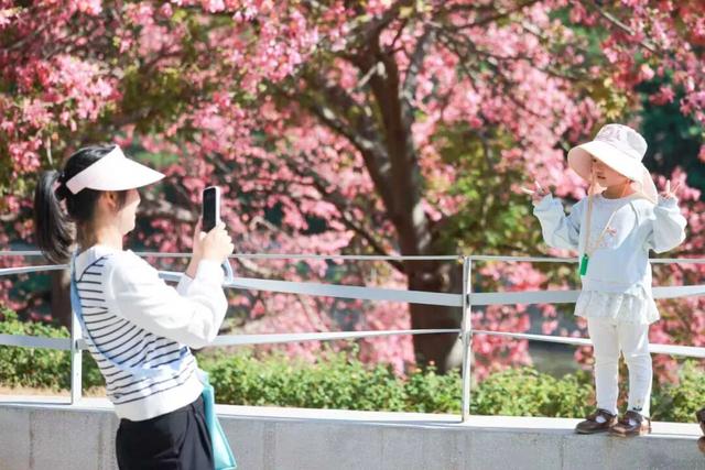 粉色花海，已开遍龙华