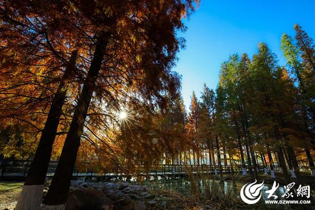 四季予你丨流动的油画！鱼鸟河水杉林上演“渐变魔法”