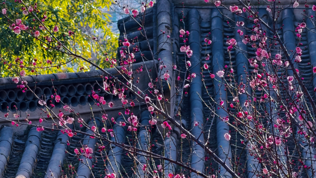 最近，洛阳人都在钻商场，怎么回事？