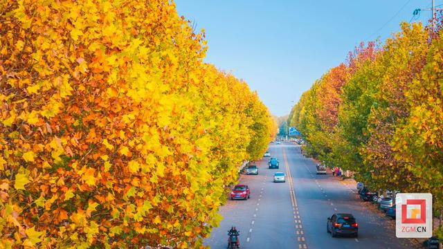 盐都冬日限定浪漫：板仓梧桐大道落叶铺就“金色地毯”