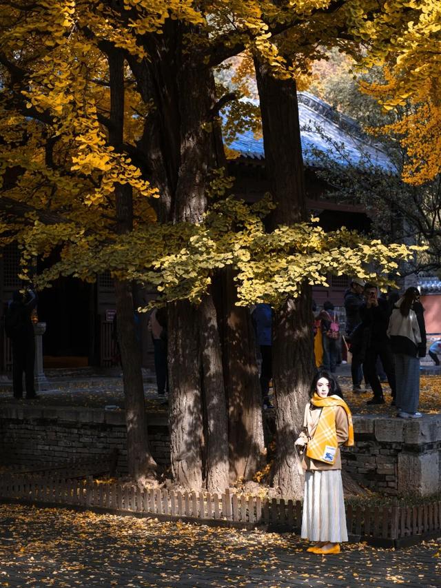 周末走起！济南有处“私藏秘境”：二重金色，千年之约！古银杏树+古刹，美出静谧诗意~~