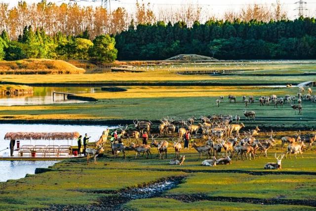 苏超夺冠满月，泰州登上央视天气预报