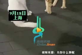 两只猫在校园吵架，一群大学生围观拍照。猫咪：这么多人看着，不吵下不来台。图片