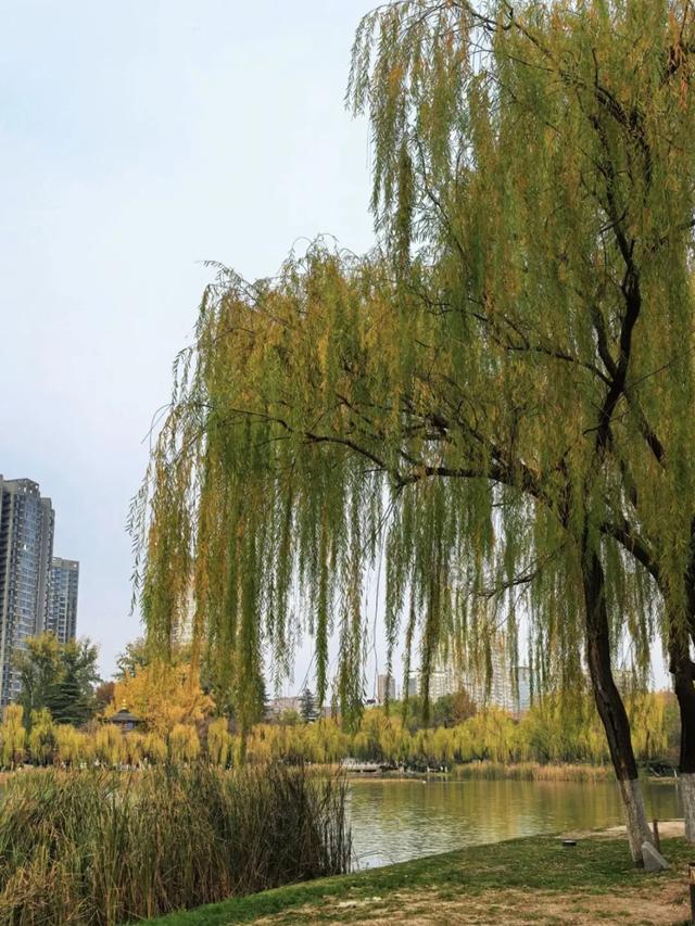 顶级美学!西安这4个园林,美到失语!