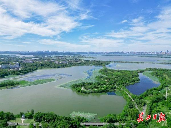 荒地披绿，武汉这条明渠变身水岸花溪