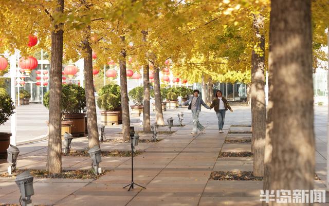 澳门路银杏树披“金甲”