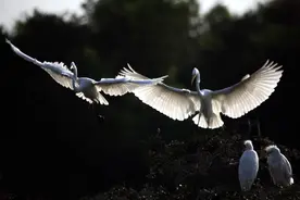 美国首次检测到猪感染H5N1型禽流感病毒图片