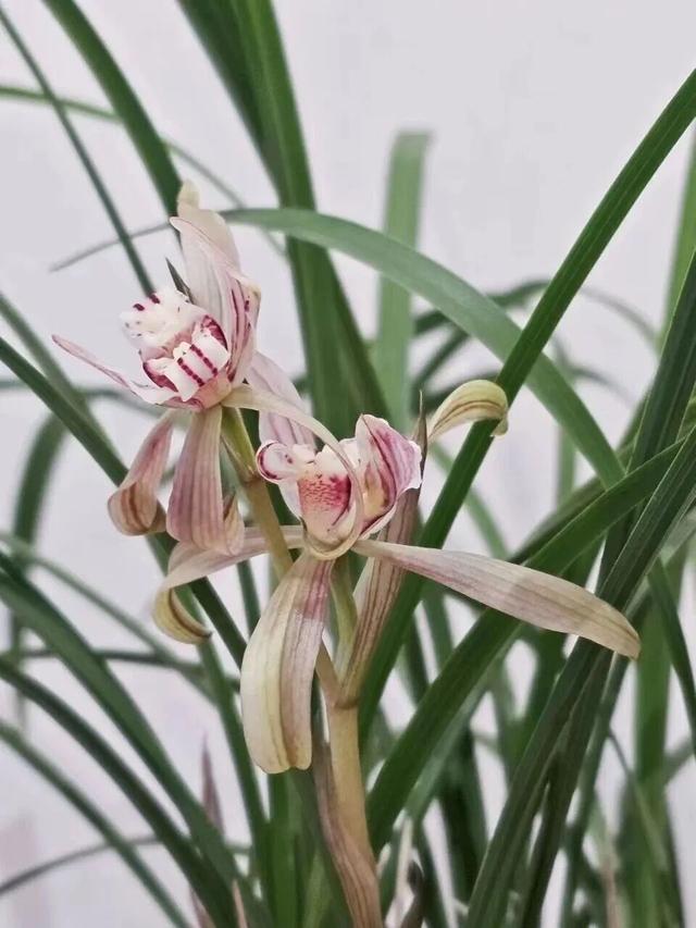 太美了！北京室内花海绽放，“兰”不住的冬日浪漫