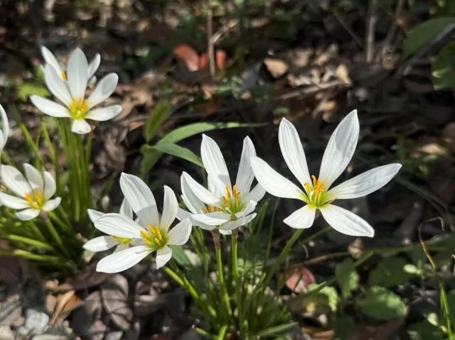 一眼沦陷！陈家镇的秋景藏着极致浪漫