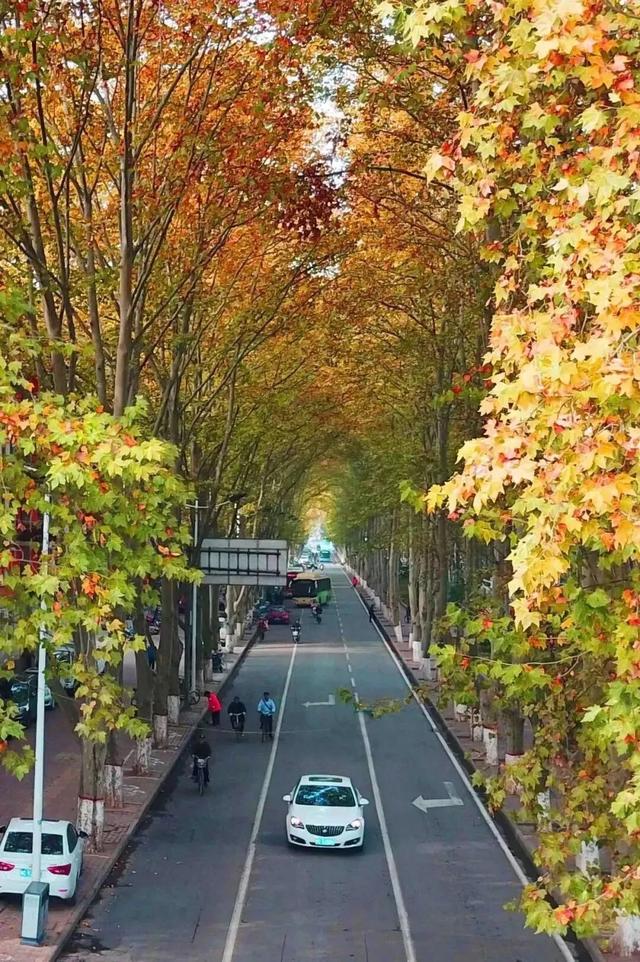 周末就去，洛阳这些街巷，太好“钻”了！