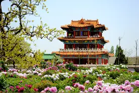 人这一辈子，一定要来菏泽看一场繁花图片