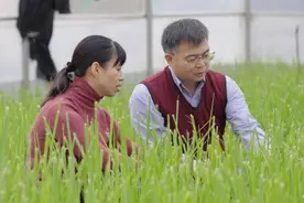 一根甘蔗的“甜蜜转身”图片
