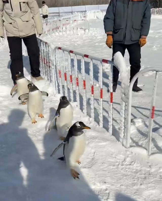 来嗨！包头跨年活动来了！