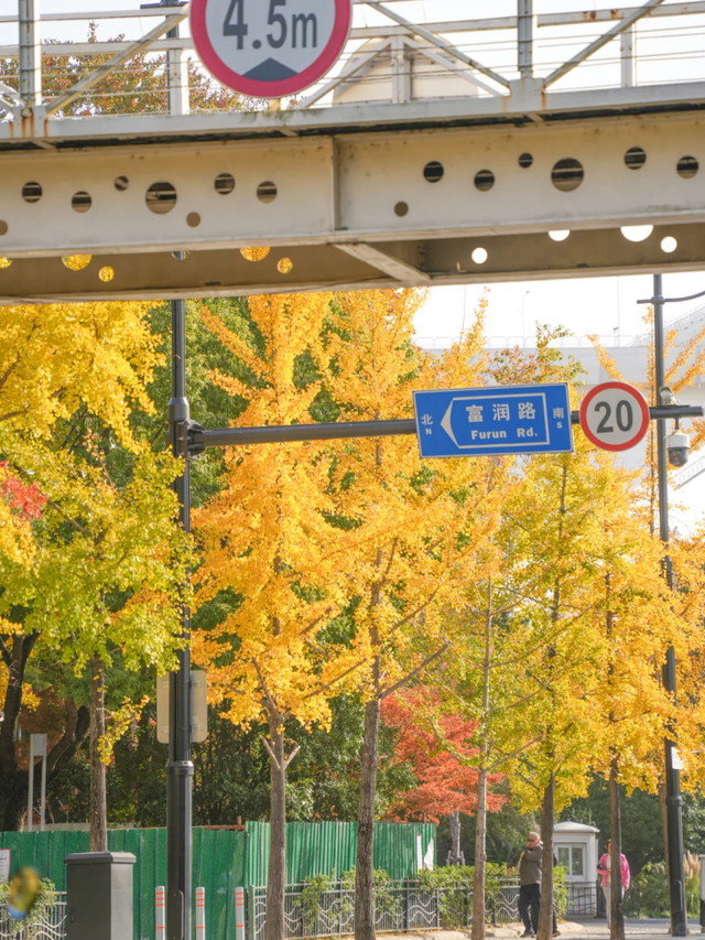银杏黄了，乌桕红了！魔都绝美天桥美成调色盘，人少免费打卡→