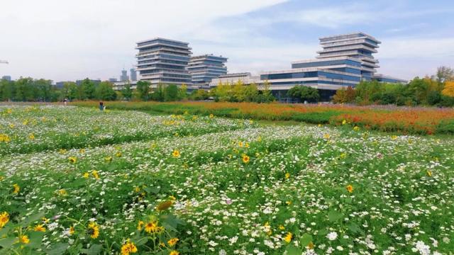 初冬限定！余杭这几处花海，巨出片