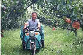 梨中皇后“谭秋月”擦亮莱阳梨金招牌图片