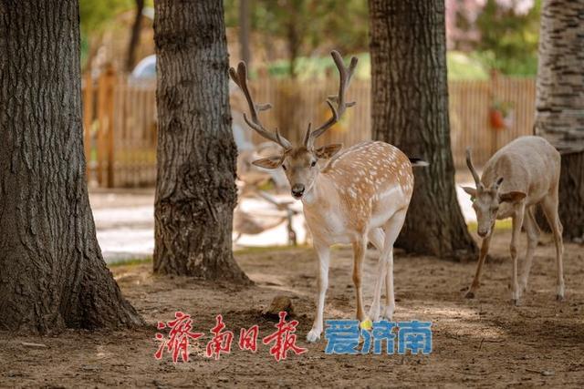 一年四季 泉在济南丨鲜花港杉林水乐园、杉水间营地开业,解锁夏日清凉潮玩法