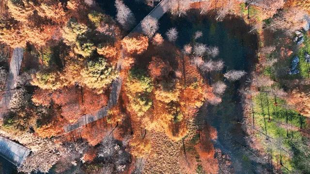 上海有个超美的新公园,未开先火!有人偷偷爬进去、溜进去、翻进去……太危险!