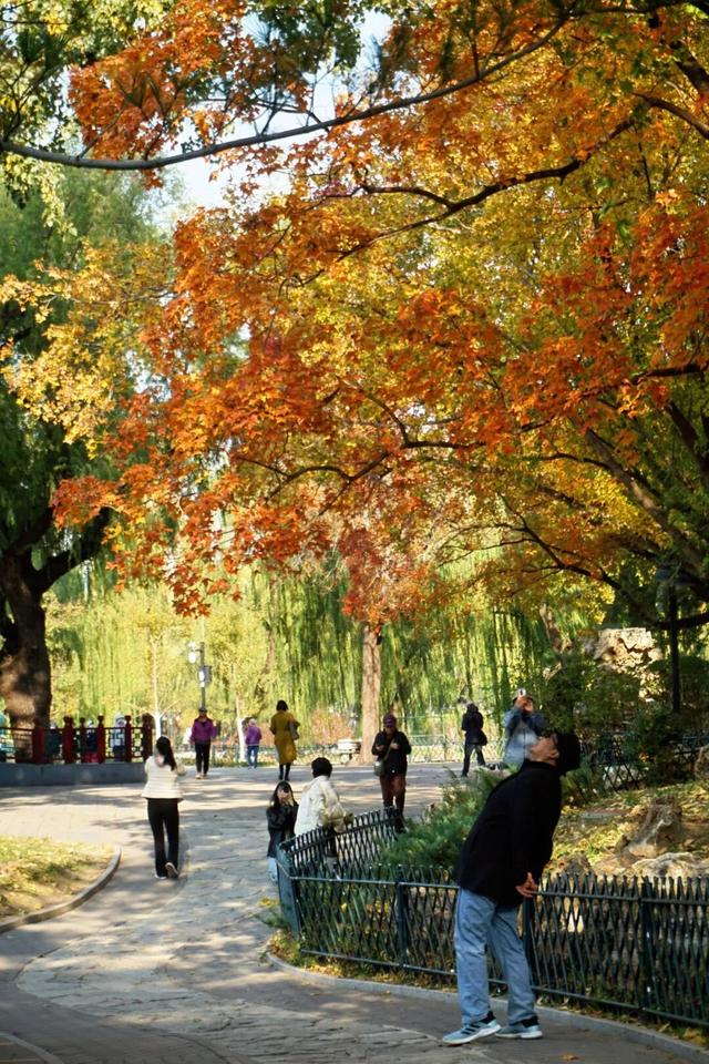 海淀这个免费公园，“藏”着秋天的所有颜色——