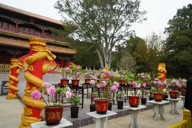 邀市民游客赏春日美景，景山公园50余盆牡丹提前盛开图片