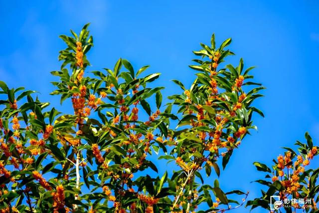 最佳观赏期！福州满城都是！但千万别吃……