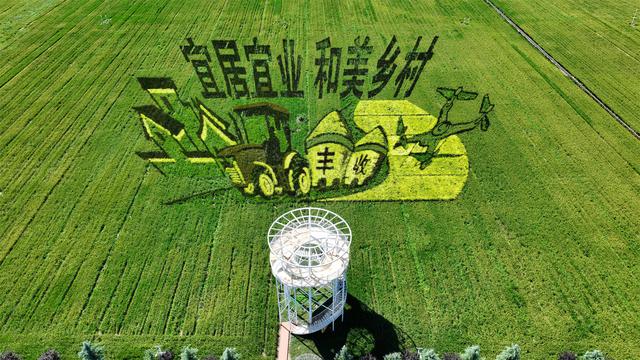 金色稻浪绘秋韵 观光火车穿行汝阳稻田小镇