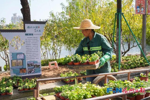 2万多株！福州西湖又上新！