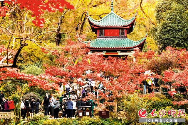 杏黄枫红 美了初冬