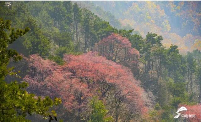 组图丨岱宗初冬暖光漫 红果松影醉游人