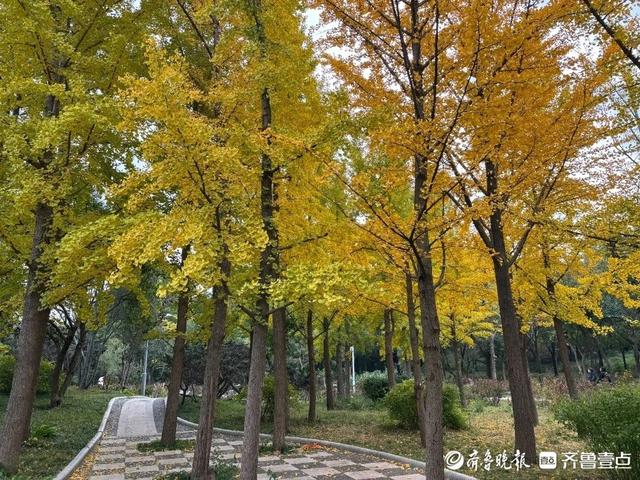 邂逅浪漫秋光，济南市多家公园景区秋色已备好