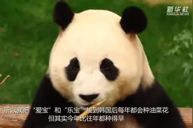 旅韩大熊猫“福宝”即将回国，饲养员“姜爷爷”送上特别礼物图片