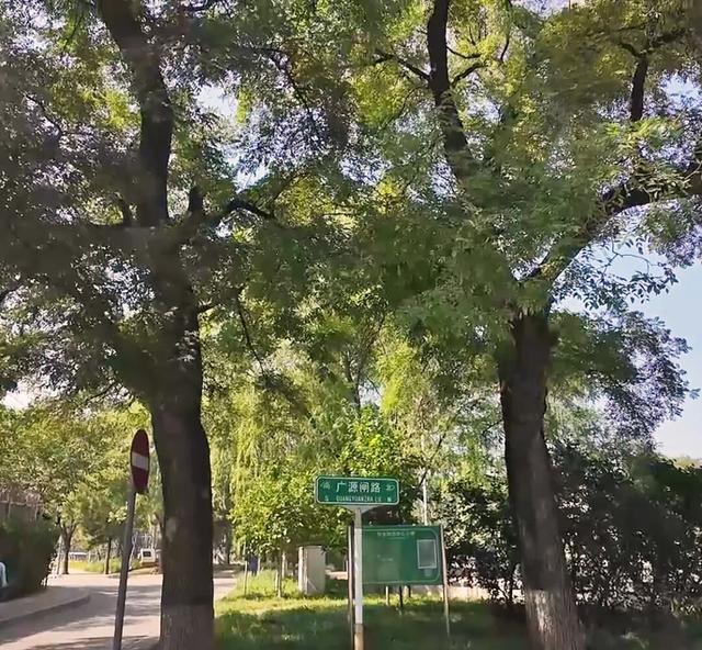 北京古树 家国情怀 国庆古树游线等您来体验