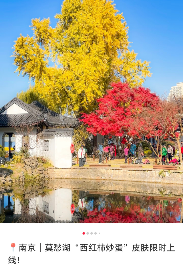美爆了！南京“番茄炒蛋树”前，挤满了人