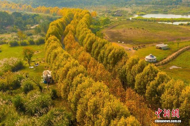 长江上游最大江心岛冬日梧桐绘就金色浪漫