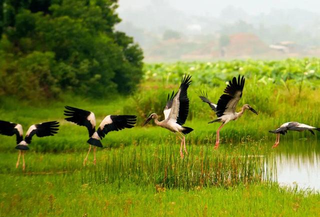 云游美丽中国 · 普者黑特辑