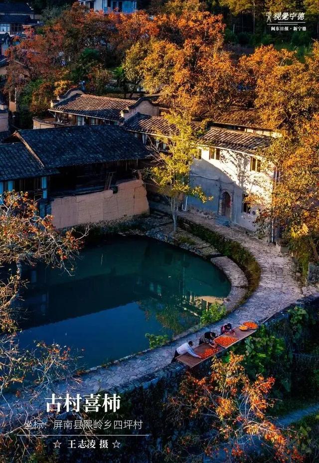 走！去屏南！这些柿子打卡点请收好→