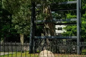 乡愁记忆，千年树影梦江苏（古树名木·最美中国记忆）图片